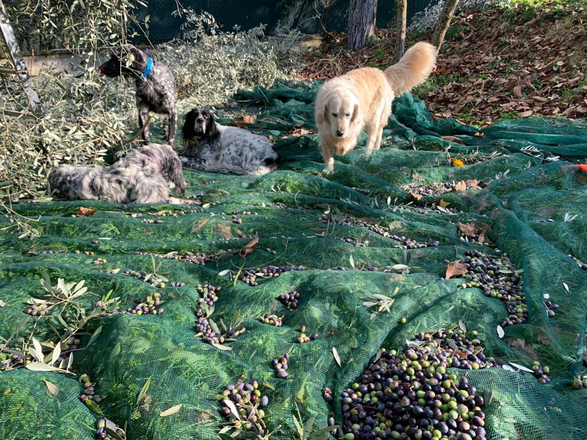 Setterhouseagrihotel Trevi Zewnętrze zdjęcie